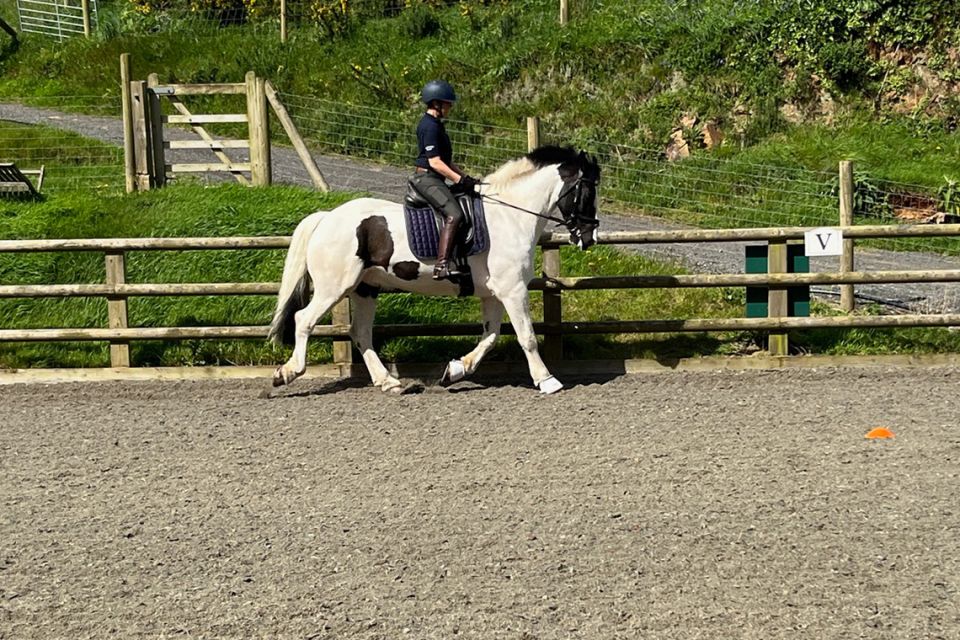 Cathy George. Dressage Webinars