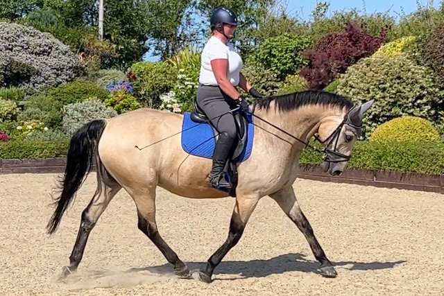 Teresa T. Dressage Webinars